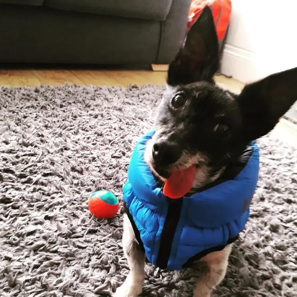 Jack Russell Terrier