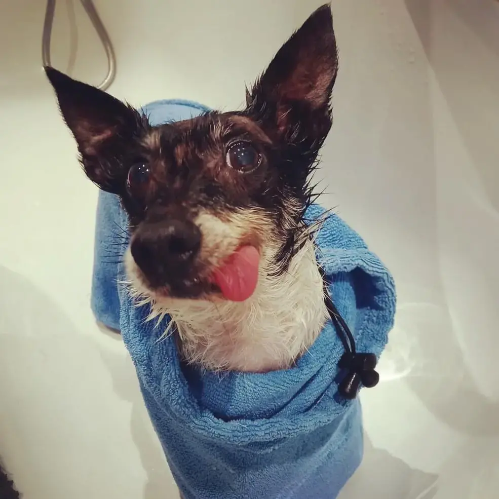 Jack Russell Terrier