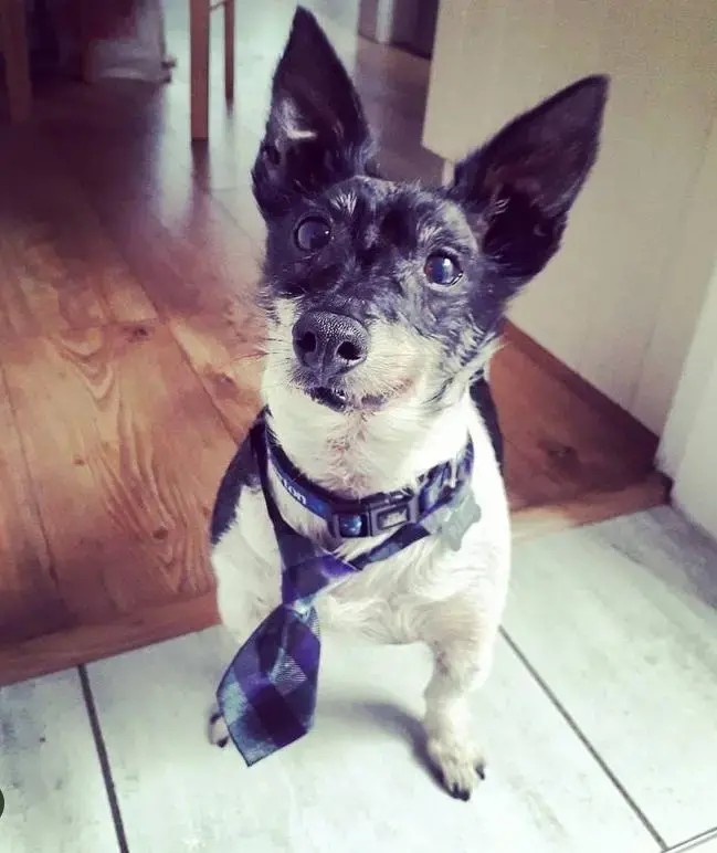 Jack Russell Terrier