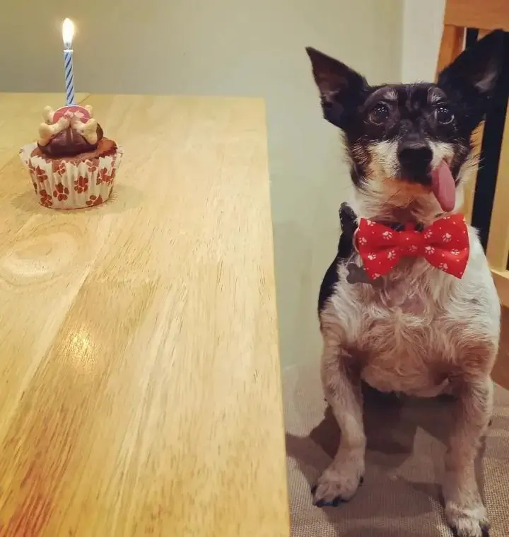 Jack Russell Terrier