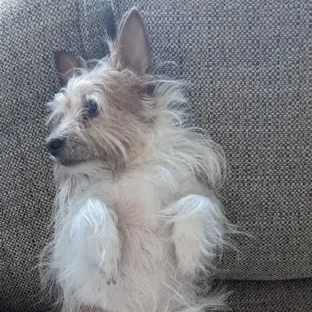 Jack Russell Terrier