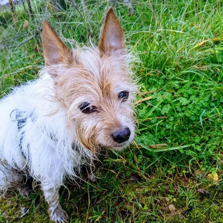 Jack Russell Terrier
