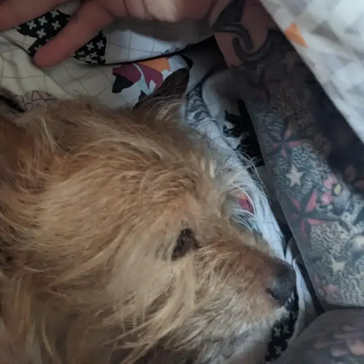 Jack Russell Terrier