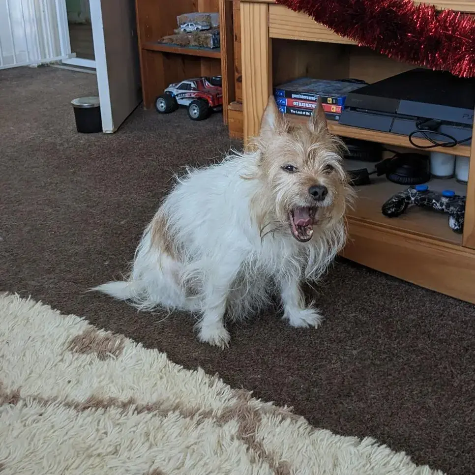 Jack Russell Terrier