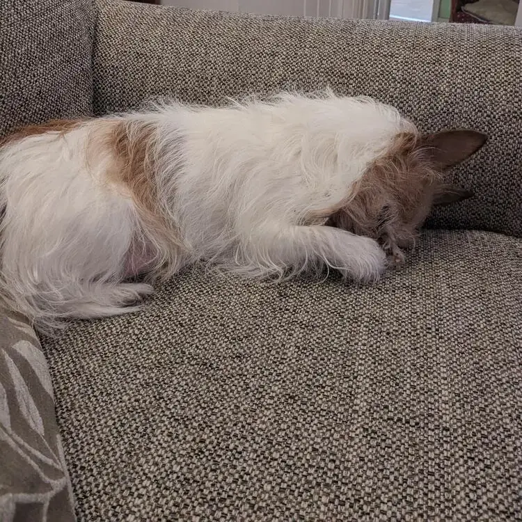 Jack Russell Terrier