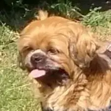 Shih Tzu