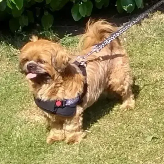 Shih Tzu