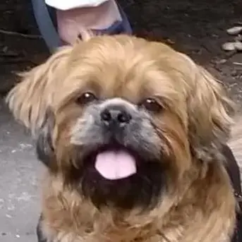 Shih Tzu