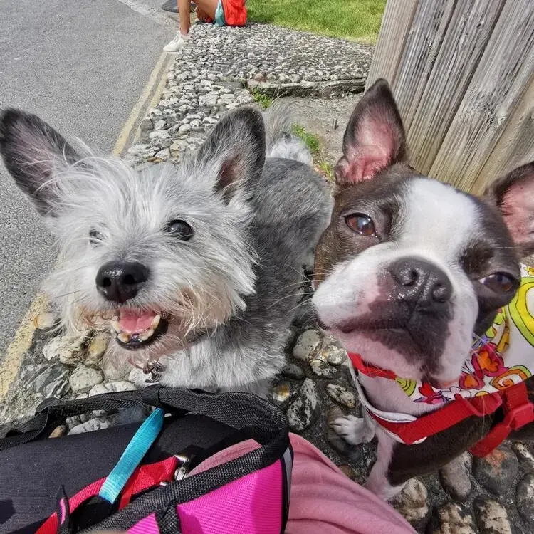 West Highland White Terrier