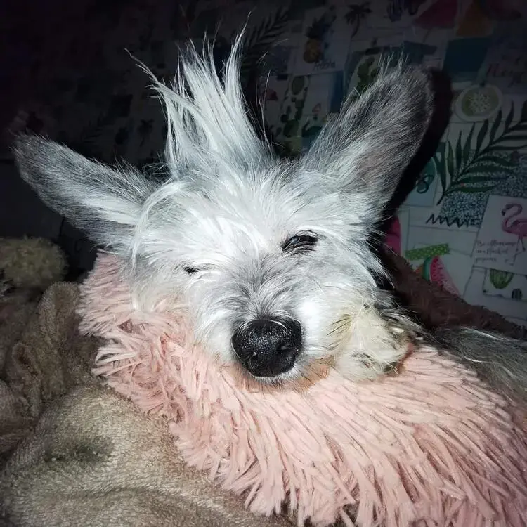 West Highland White Terrier