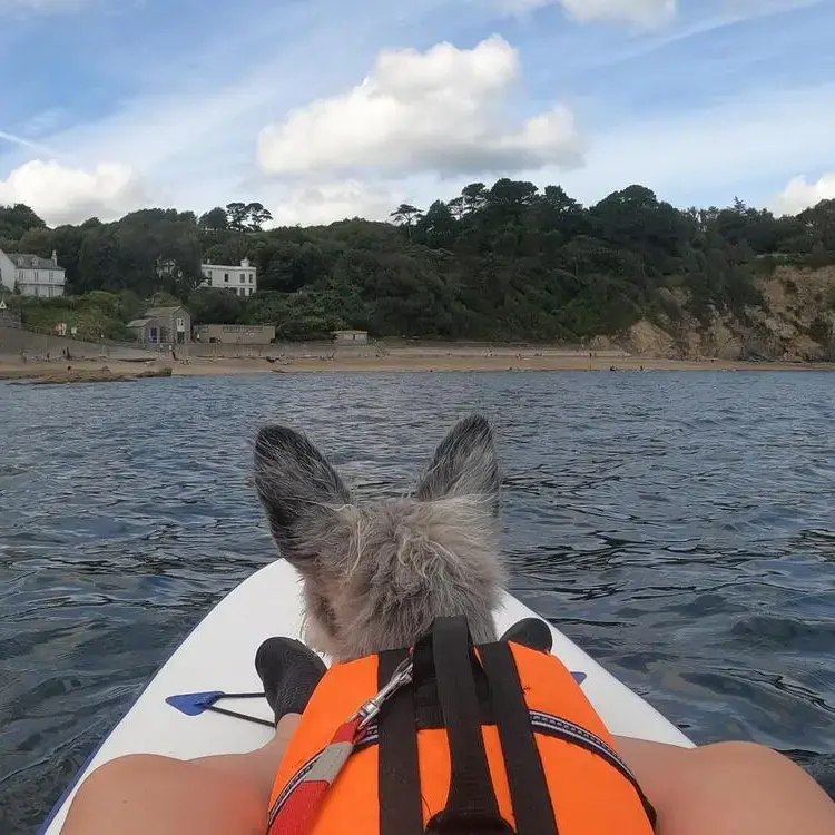 West Highland White Terrier