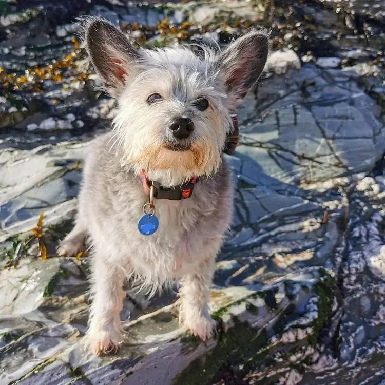 West Highland White Terrier
