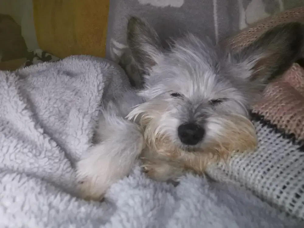West Highland White Terrier