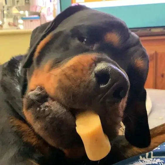 Rottweiler