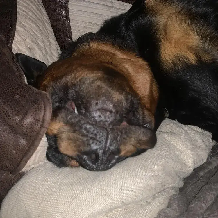 Rottweiler
