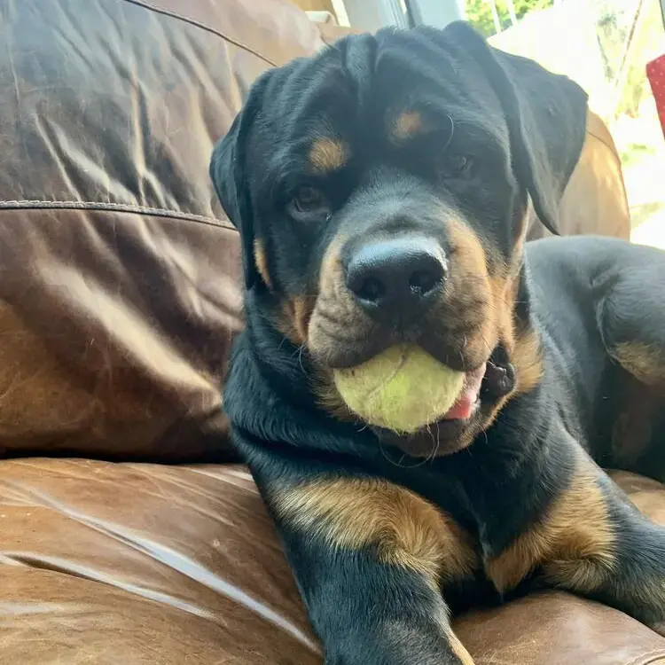 Rottweiler