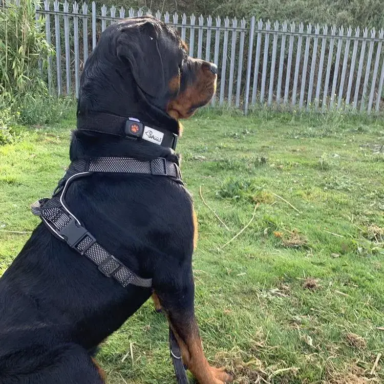 Rottweiler