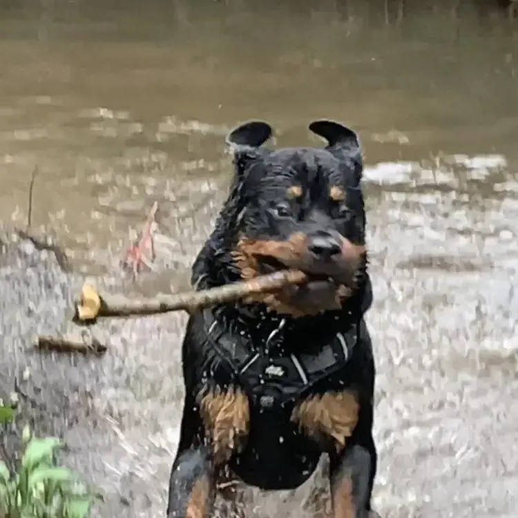 Rottweiler