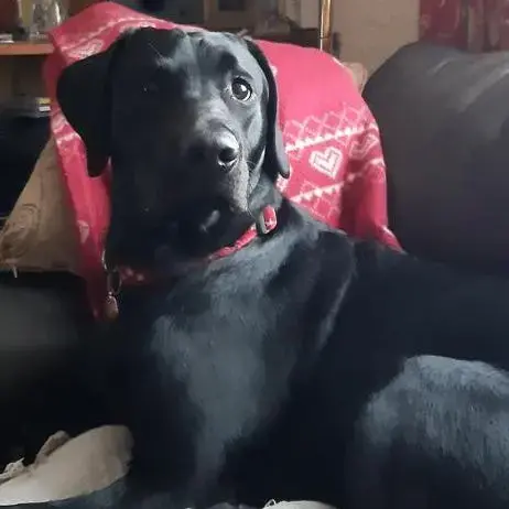 Labrador Retriever