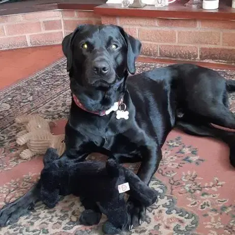 Labrador Retriever