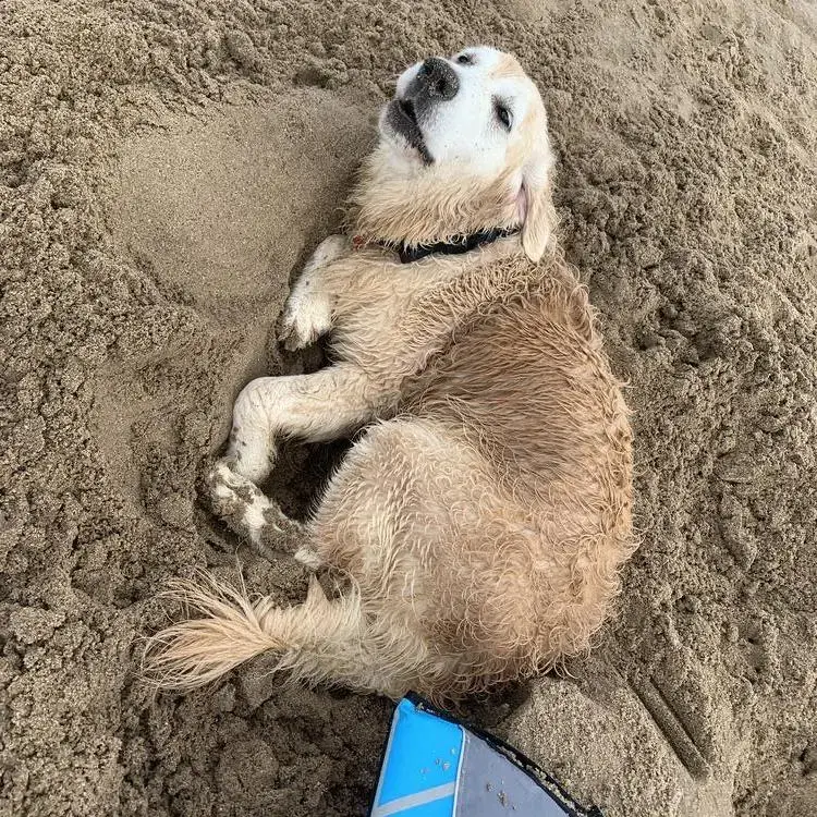 Golden Retriever