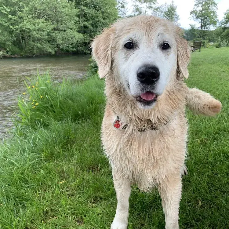 Golden Retriever