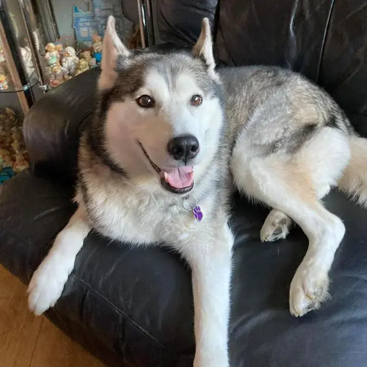 Siberian Husky
