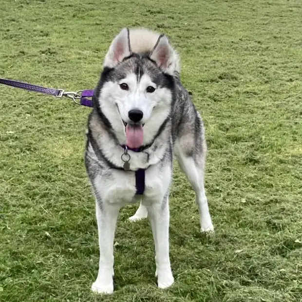 Siberian Husky