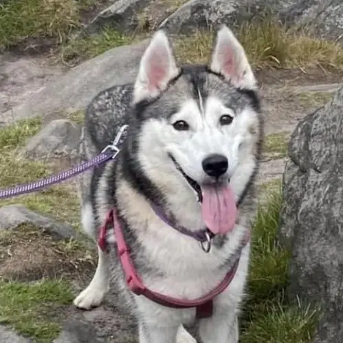 Siberian Husky
