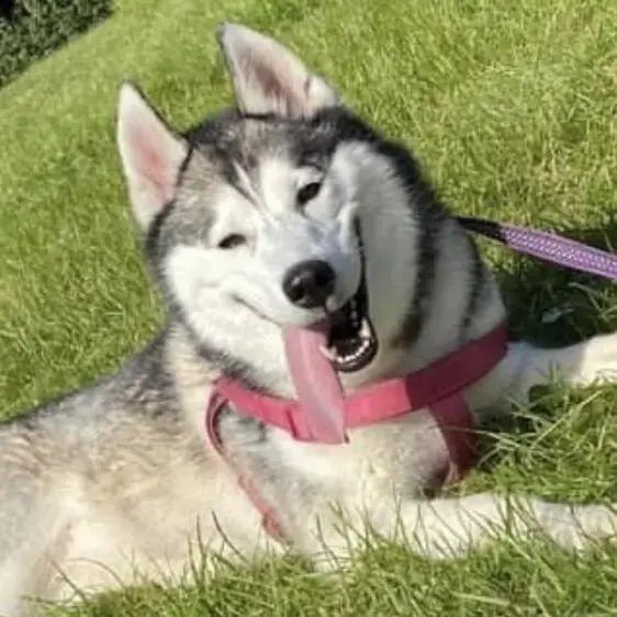 Siberian Husky