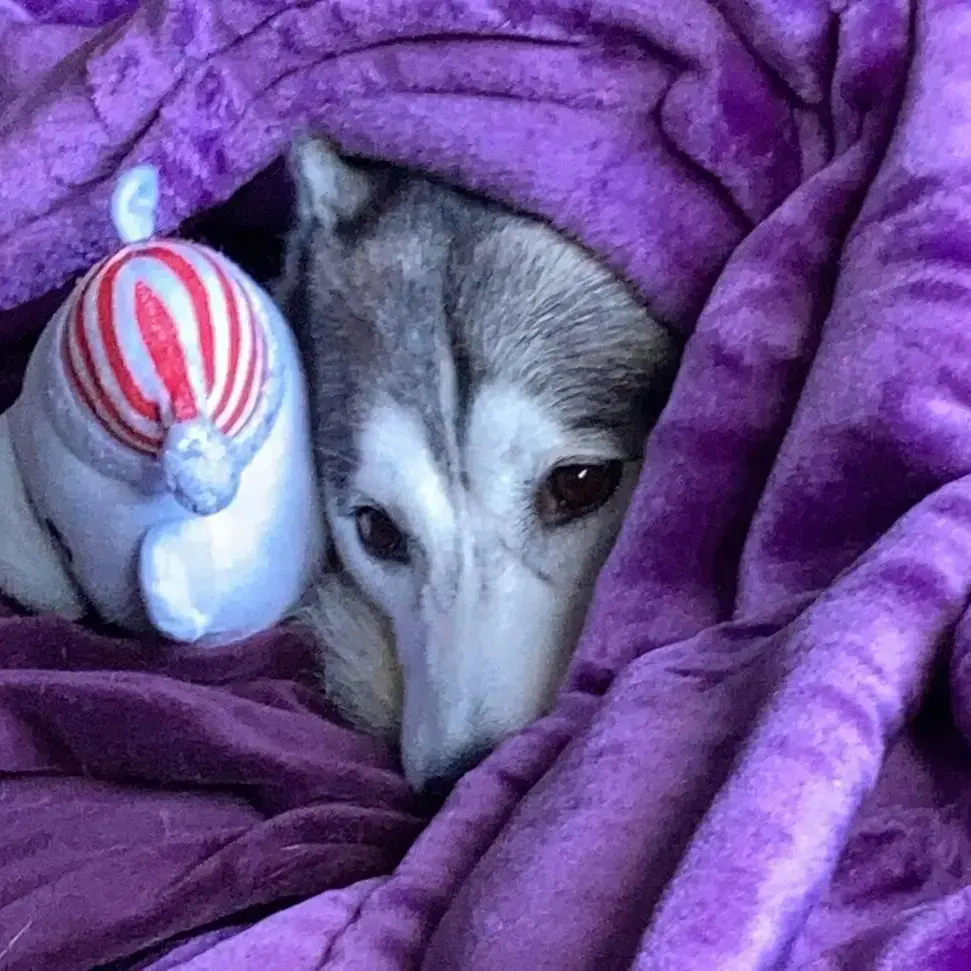 Siberian Husky