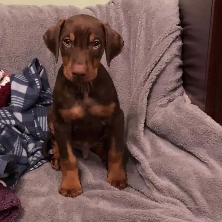 Dobermann