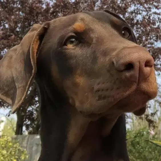 Dobermann