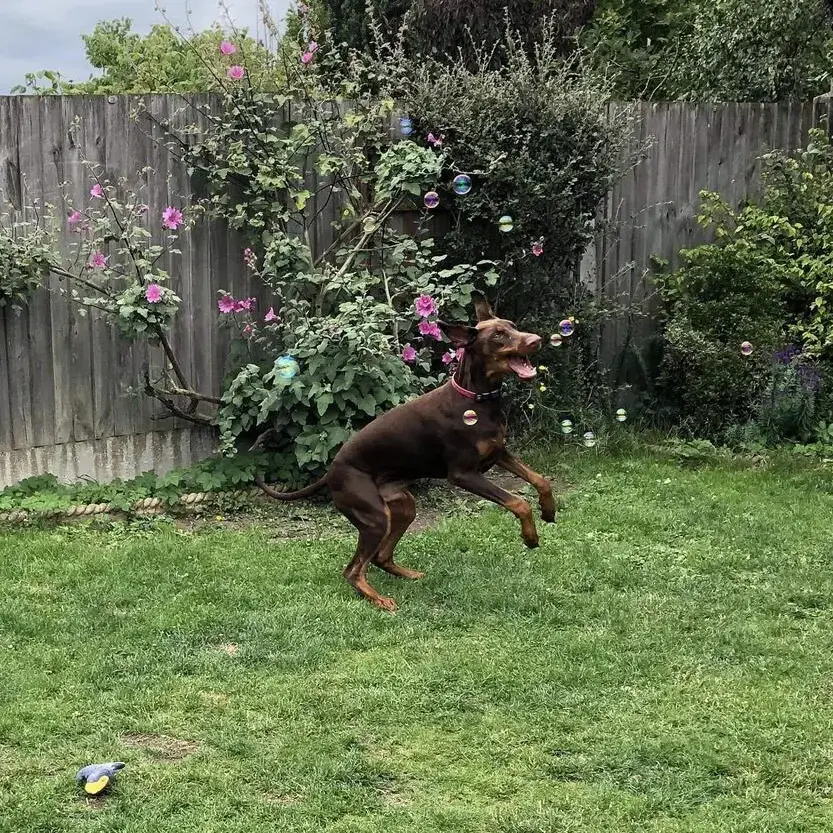 Dobermann