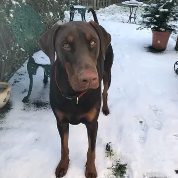 Dobermann
