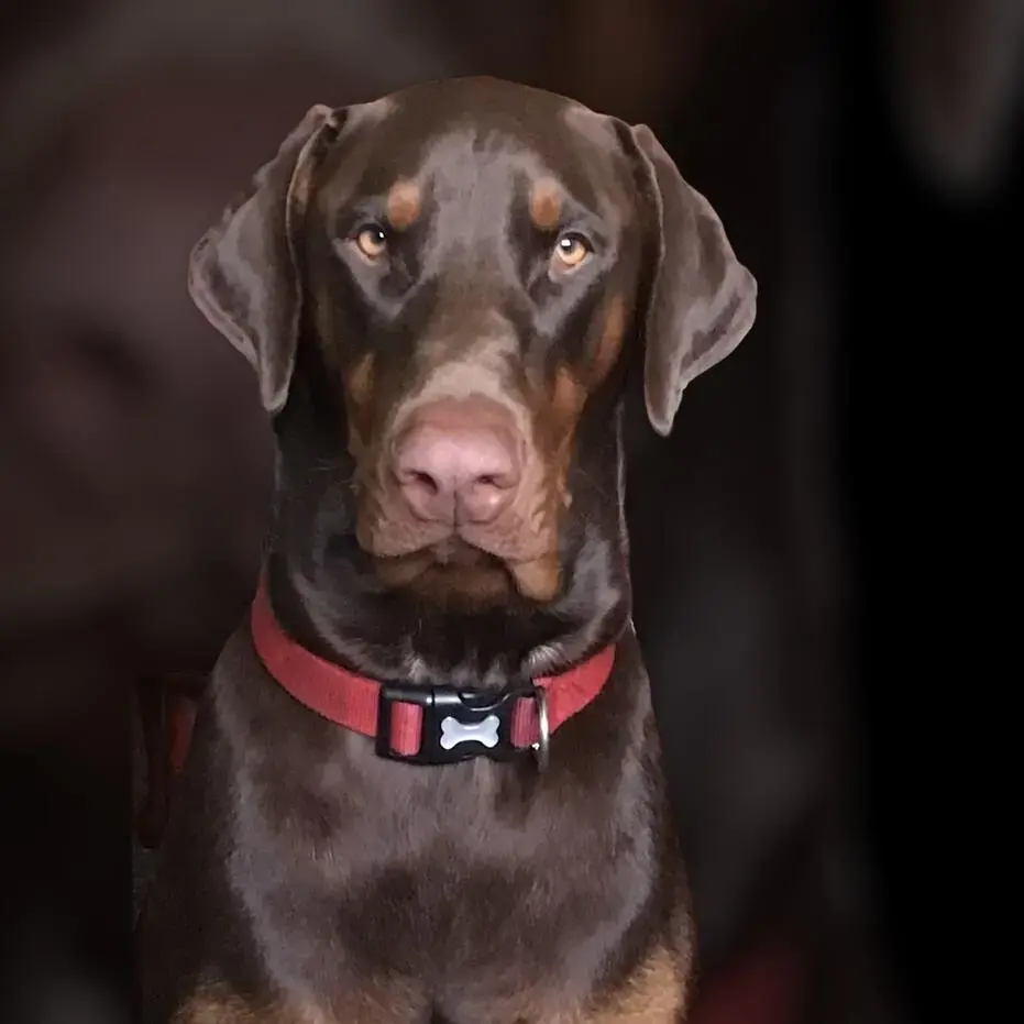 Dobermann