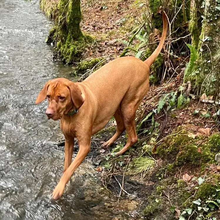 Hungarian Vizsla