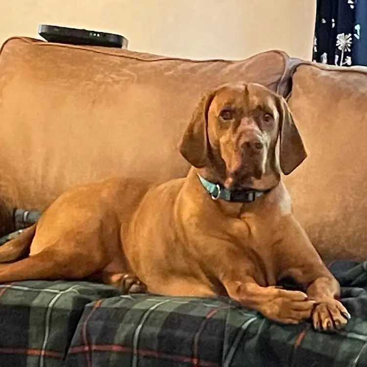 Hungarian Vizsla