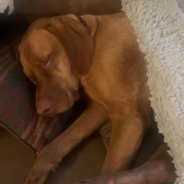 Hungarian Vizsla