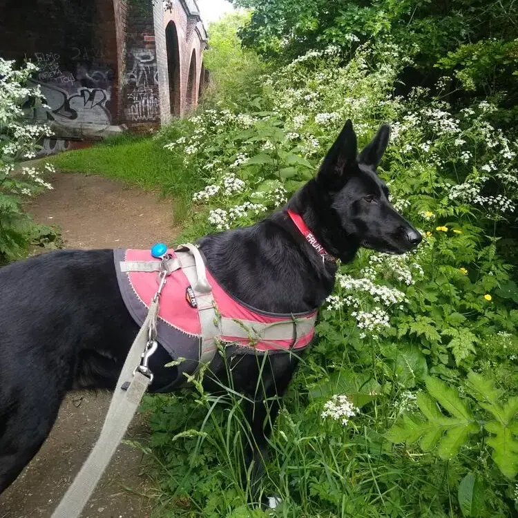 Belgian Shepherd Dog Malinois