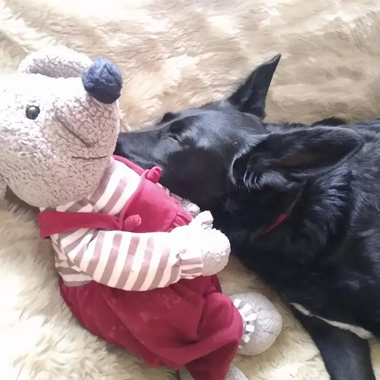 Belgian Shepherd Dog Malinois