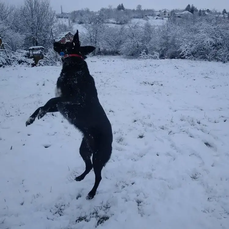 Belgian Shepherd Dog Malinois