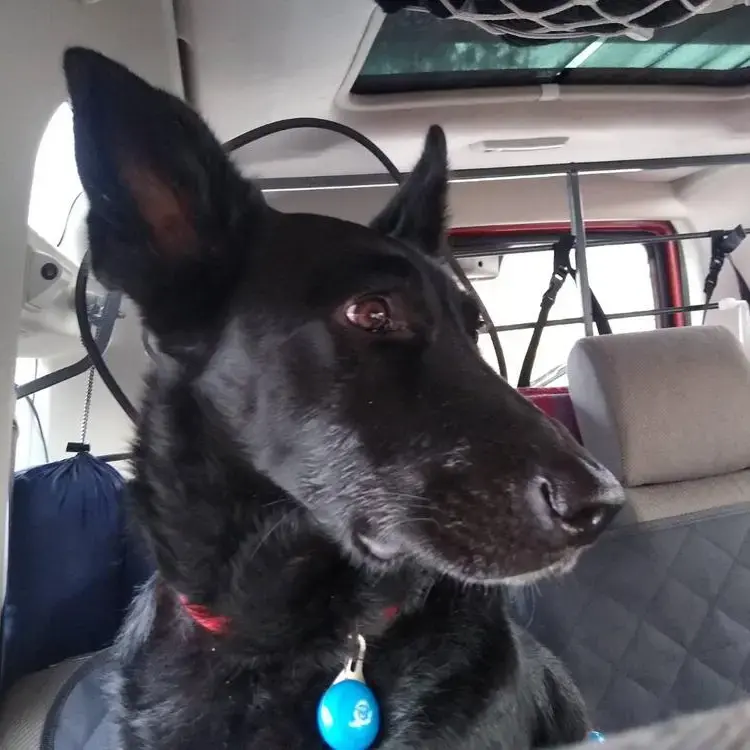 Belgian Shepherd Dog Malinois