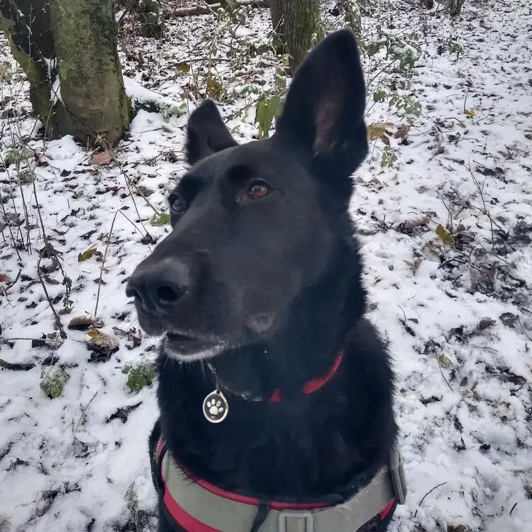 Belgian Shepherd Dog Malinois
