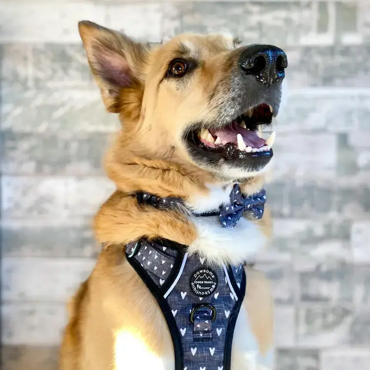 German Shepherd Dog