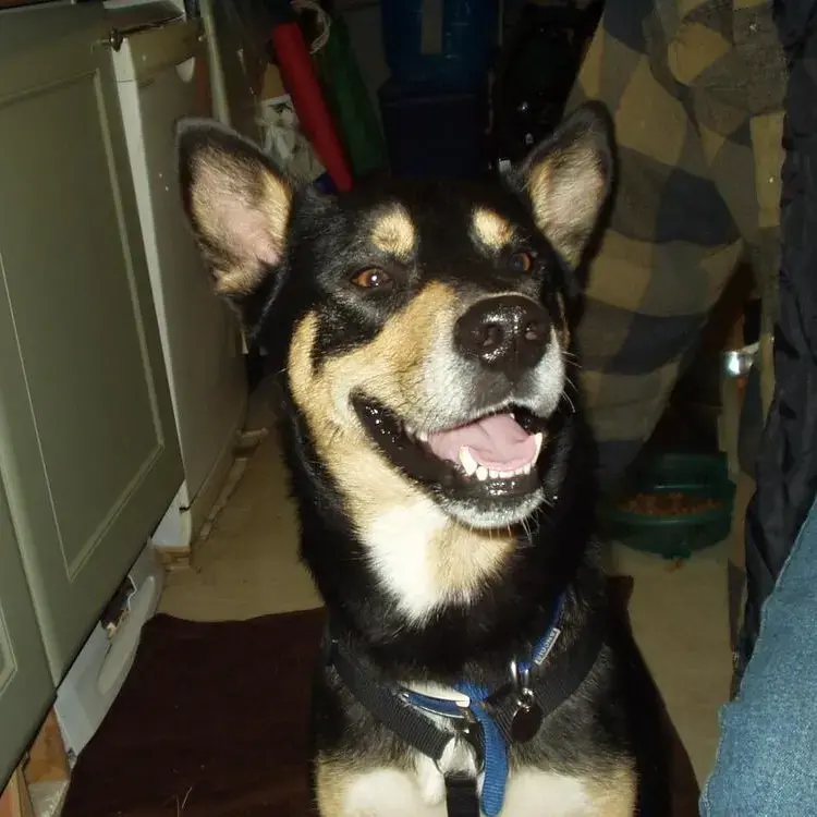 Siberian Husky