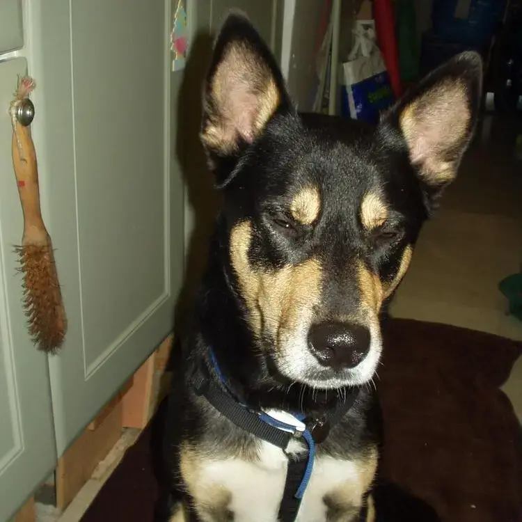 Siberian Husky