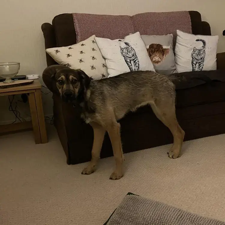 Irish Wolfhound