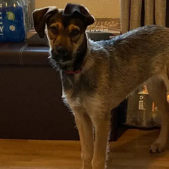 Irish Wolfhound
