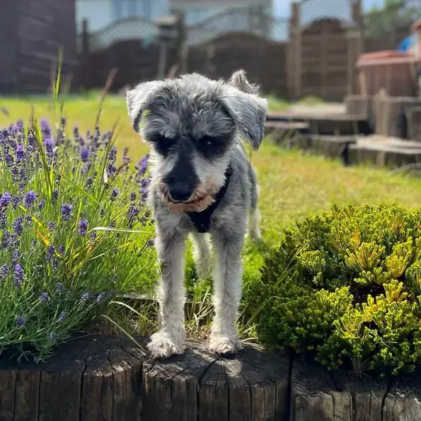 Schnauzer (Miniature)